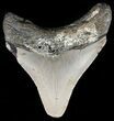 Bargain, Megalodon Tooth - North Carolina #54753-2